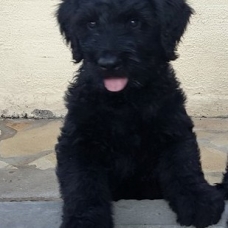 Image pour l'annonce Vends chiots briard mâles noirs lof