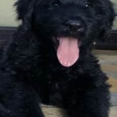 Image pour l'annonce Vends chiots briard mâles noirs lof