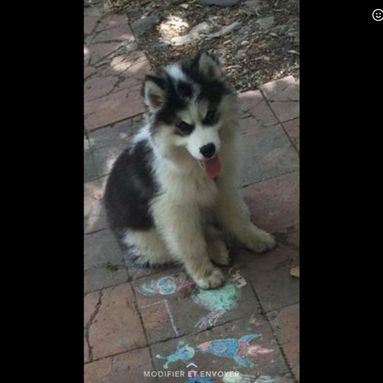 Image pour l'annonce Vends Husky