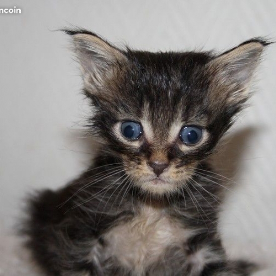 Image pour l'annonce Chatons maine coon Loof+paiement 10x+Livraison