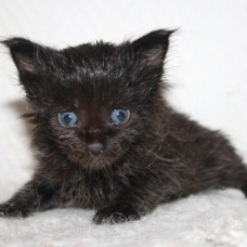 Image pour l'annonce Chatons maine coon Loof+paiement 10x+Livraison