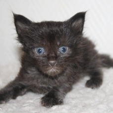 Image pour l'annonce Chatons maine coon Loof+paiement 10x+Livraison