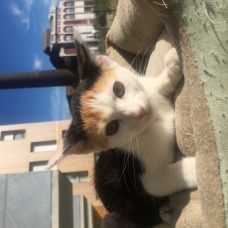 Image pour l'annonce Donne chaton