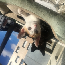 Image pour l'annonce Donne chaton