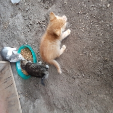 Image pour l'annonce donne chatons