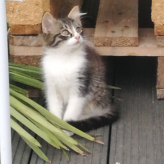 Image pour l'annonce Chatons a donner