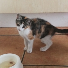 Image pour l'annonce Chatons a donner