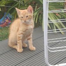 Image pour l'annonce Chatons a donner