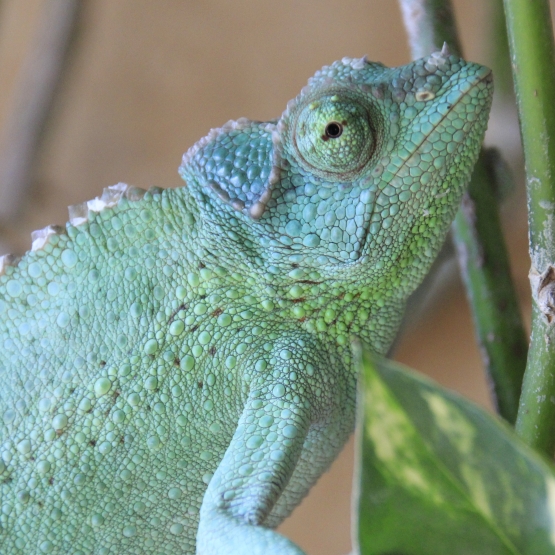 Image pour l'annonce Vends caméléon jacksonii xantholophus
