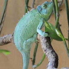 Image pour l'annonce Vends caméléon jacksonii xantholophus
