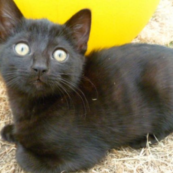Image pour l'annonce Donne chaton