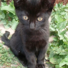 Image pour l'annonce Donne chaton