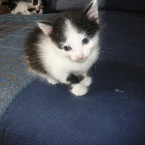 Image pour l'annonce Donne chatons