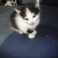 Image pour l'annonce Donne chatons