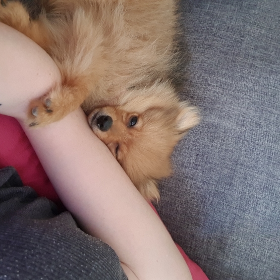 Image pour l'annonce Chiot femelle type spitz