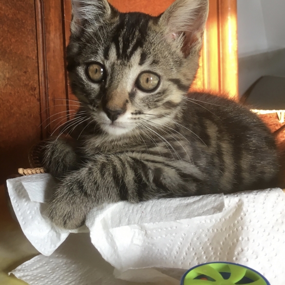 Image pour l'annonce Chaton mignon abandonne