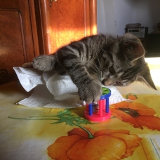 Image pour l'annonce Chaton mignon abandonne