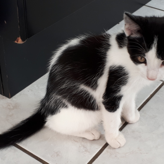 Image pour l'annonce Donne chaton