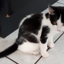 Image pour l'annonce Donne chaton