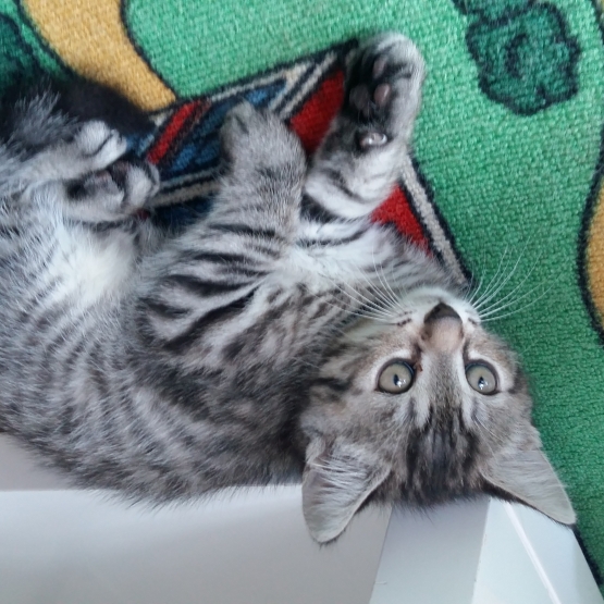 Image pour l'annonce Chaton a donner