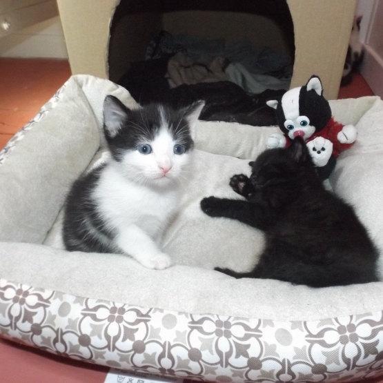 Image pour l'annonce donne chatons