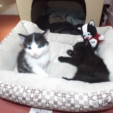 Image pour l'annonce donne chatons