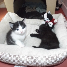 Image pour l'annonce donne chatons