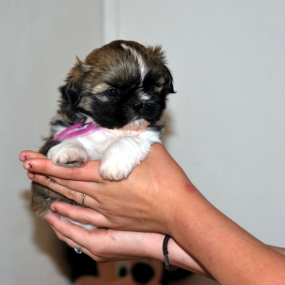 Image pour l'annonce A reserver chiots shih tzu LOF