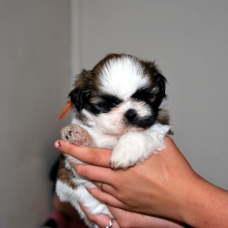 Image pour l'annonce A reserver chiots shih tzu LOF