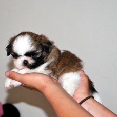 Image pour l'annonce A reserver chiots shih tzu LOF