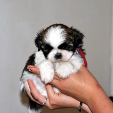 Image pour l'annonce A reserver chiots shih tzu LOF