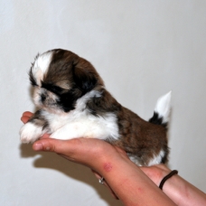 Image pour l'annonce A reserver chiots shih tzu LOF