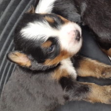 Image pour l'annonce Chiots Bouviers Bernois : mâle et femelles
