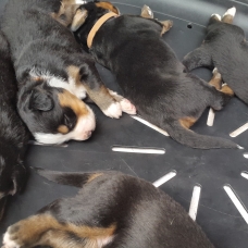 Image pour l'annonce Chiots Bouviers Bernois : mâle et femelles