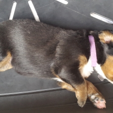 Image pour l'annonce Chiots Bouviers Bernois : mâle et femelles