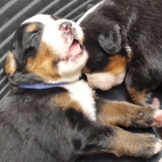 Image pour l'annonce Chiots Bouviers Bernois : mâle et femelles