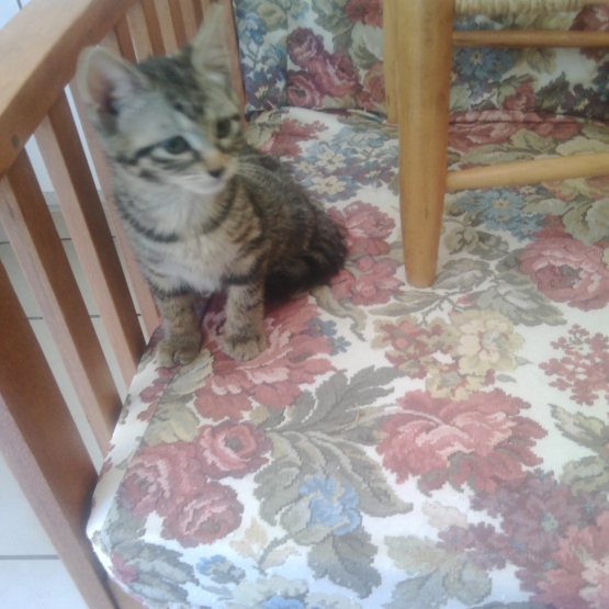 Image pour l'annonce Donne chaton.