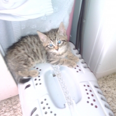 Image pour l'annonce Donne chaton.