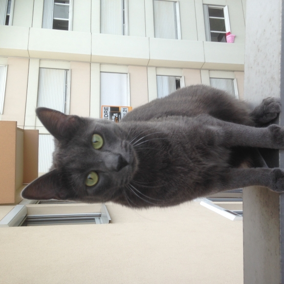 Image pour l'annonce donne chatcroisé chartreux angora