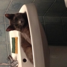 Image pour l'annonce donne chatcroisé chartreux angora