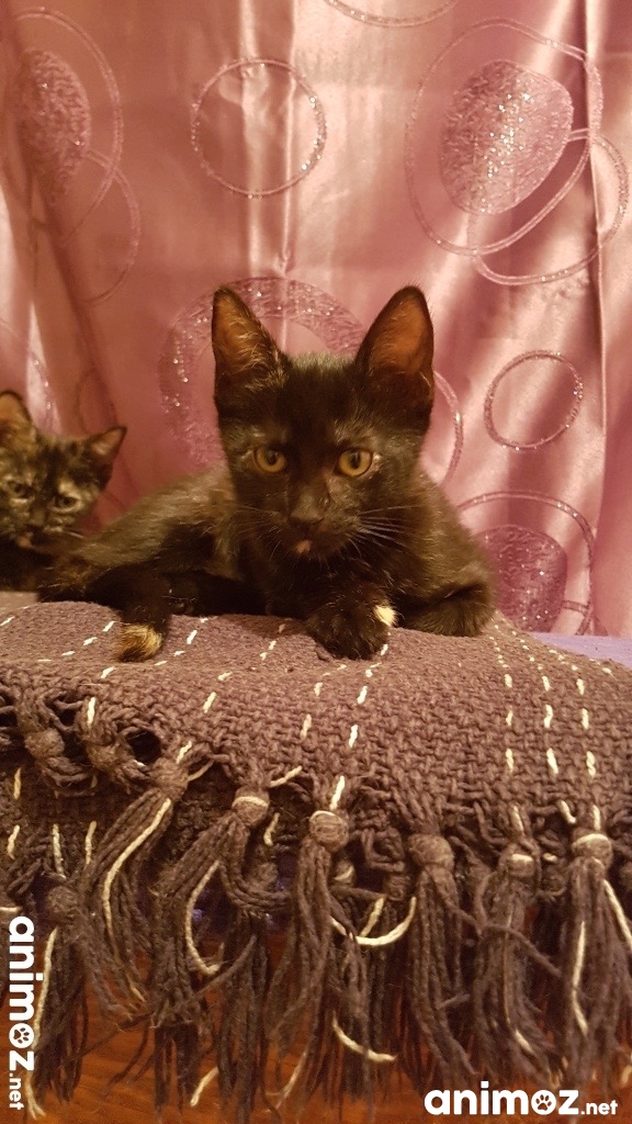 Donne Chaton Contre Bon Soins 77 donne 4 chatons tricolor Seine-et-Marne (77) - GRATUIT sur Animoz.net
