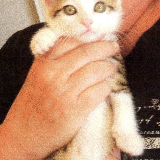 Image pour l'annonce Donne chaton