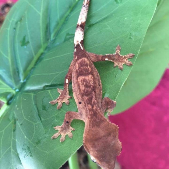 Image pour l'annonce Gecko à crête / correlophus ciliatus