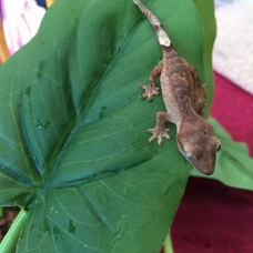 Image pour l'annonce Gecko à crête / correlophus ciliatus
