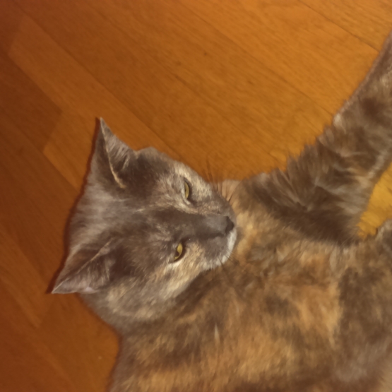 Image pour l'annonce Donne une petite chatte européenne