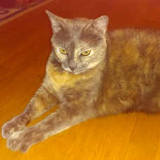 Image pour l'annonce Donne une petite chatte européenne