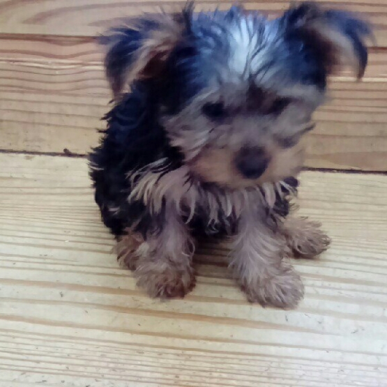 Image pour l'annonce chiot yorkshire male née le 29/04/2017