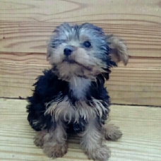 Image pour l'annonce chiot yorkshire male née le 29/04/2017