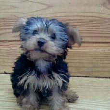 Image pour l'annonce chiot yorkshire male née le 29/04/2017