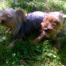 Image pour l'annonce chiot yorkshire male née le 29/04/2017